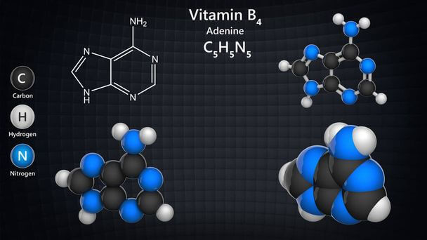 B4-vitamin (adenin): Mi ez, mire jó, és hogyan szerezzük be?