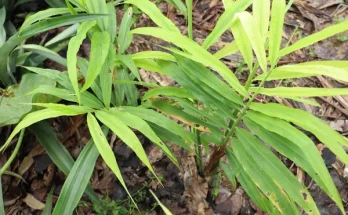 A gyömbérlevél egészségügyi előnyei és felhasználása a mindennapokban
